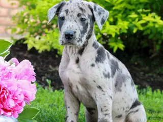 Great Dane dogs for sale: Rayna - Ad 2