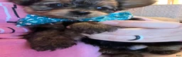 Yorkshire Terrier dogs for sale: Yorkshire Terrier Puppy 1 - Ad 3
