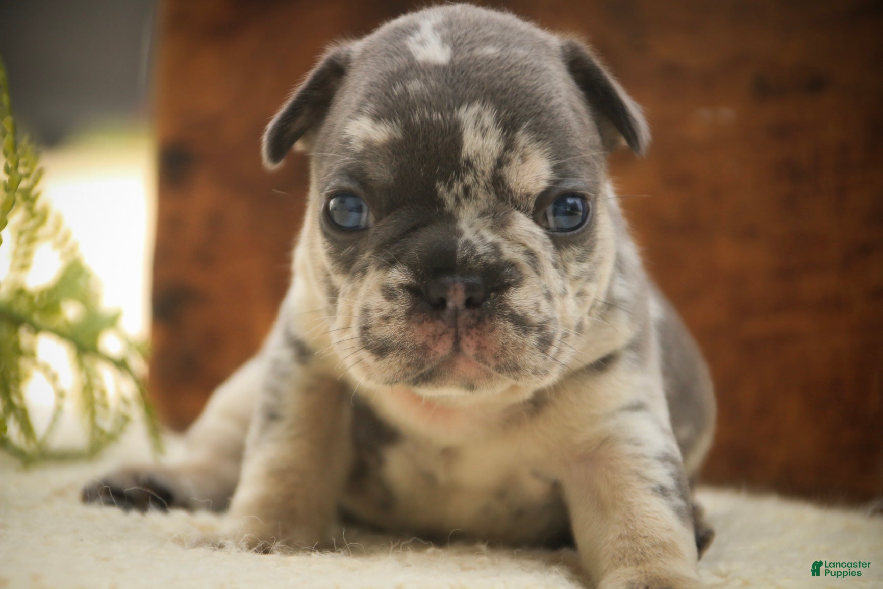 French Bulldog dogs Sawyer French Bulldog  - Ad 1