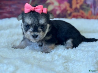 Morkie dogs Lucy - Ad 38