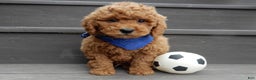 Mini Goldendoodle dogs for sale: Kole - Ad 1