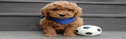 Mini Goldendoodle dogs for sale: Kole - Ad 1