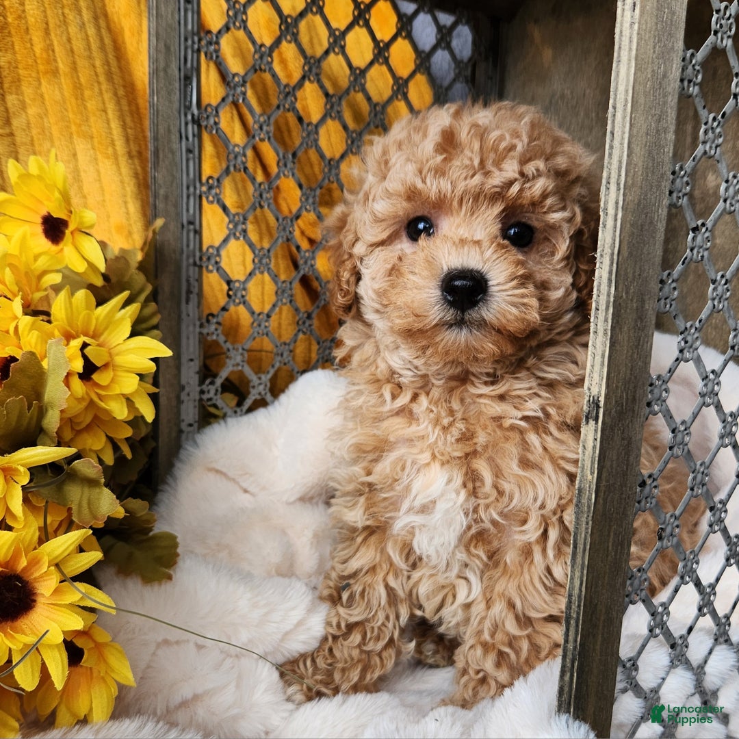 Toy Poodle dogs for sale: Cleo - Ad 8