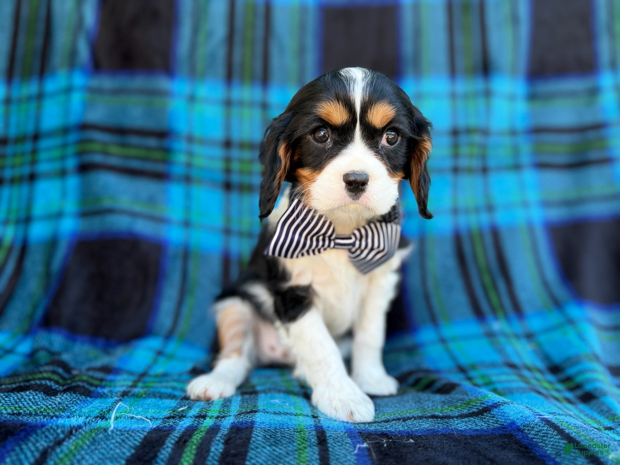 Cavalier King Charles Spaniel dogs Gus - Ad 3