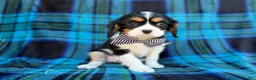 Cavalier King Charles Spaniel dogs for sale: Gus - Ad 1