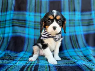 Cavalier King Charles Spaniel dogs Gus - Ad 3