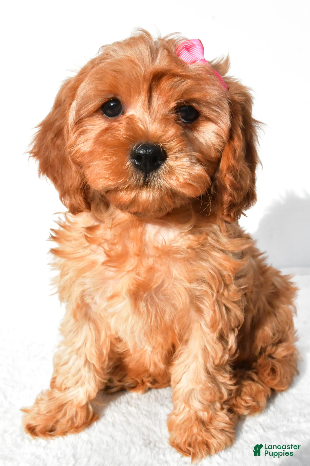 Cavapoo dogs for sale: Rosey - Ad 1