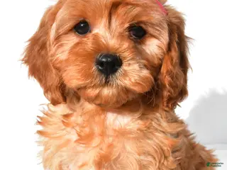 Cavapoo dogs for sale: Rosey - Ad 1