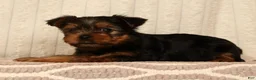 Yorkshire Terrier dogs for sale: Lucy - Ad 5