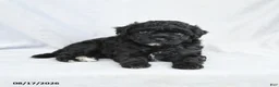 Bichpoo dogs for sale: Zander - Ad 3