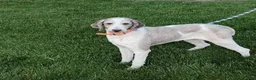 Saint Berdoodles dogs for sale: Princess - Ad 7