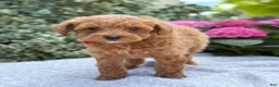 Toy Poodle dogs for sale: Patsy - Ad 5