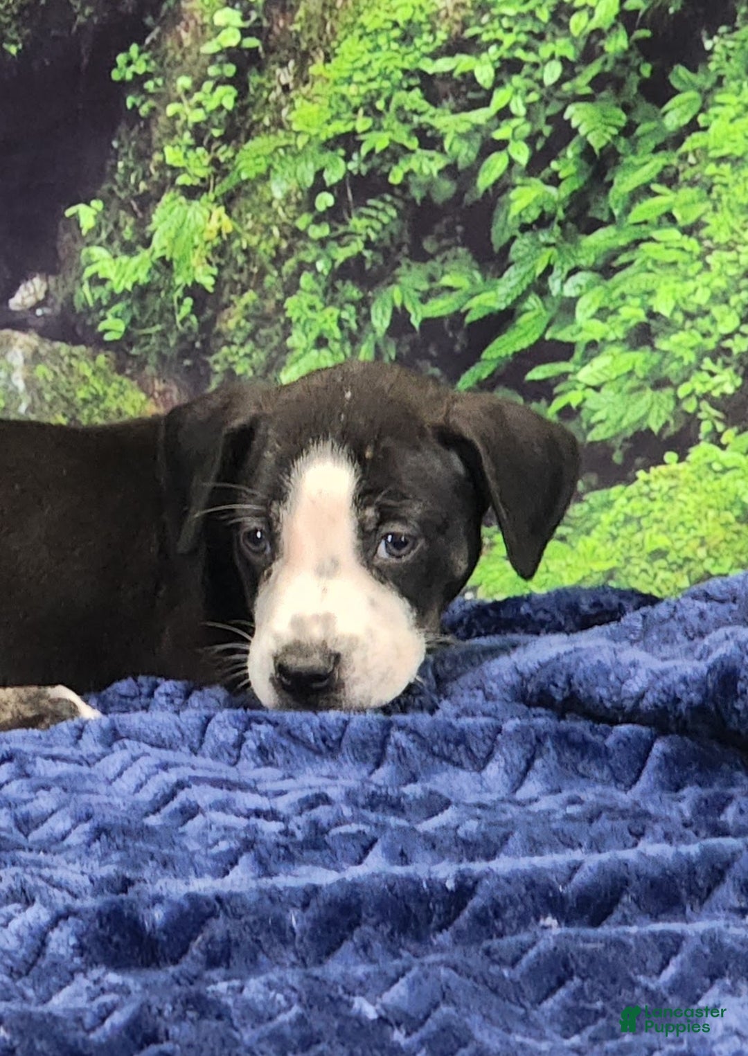 Catahoula Leopard Dog dogs for sale: Luna 2025 Male 1 - Ad 20