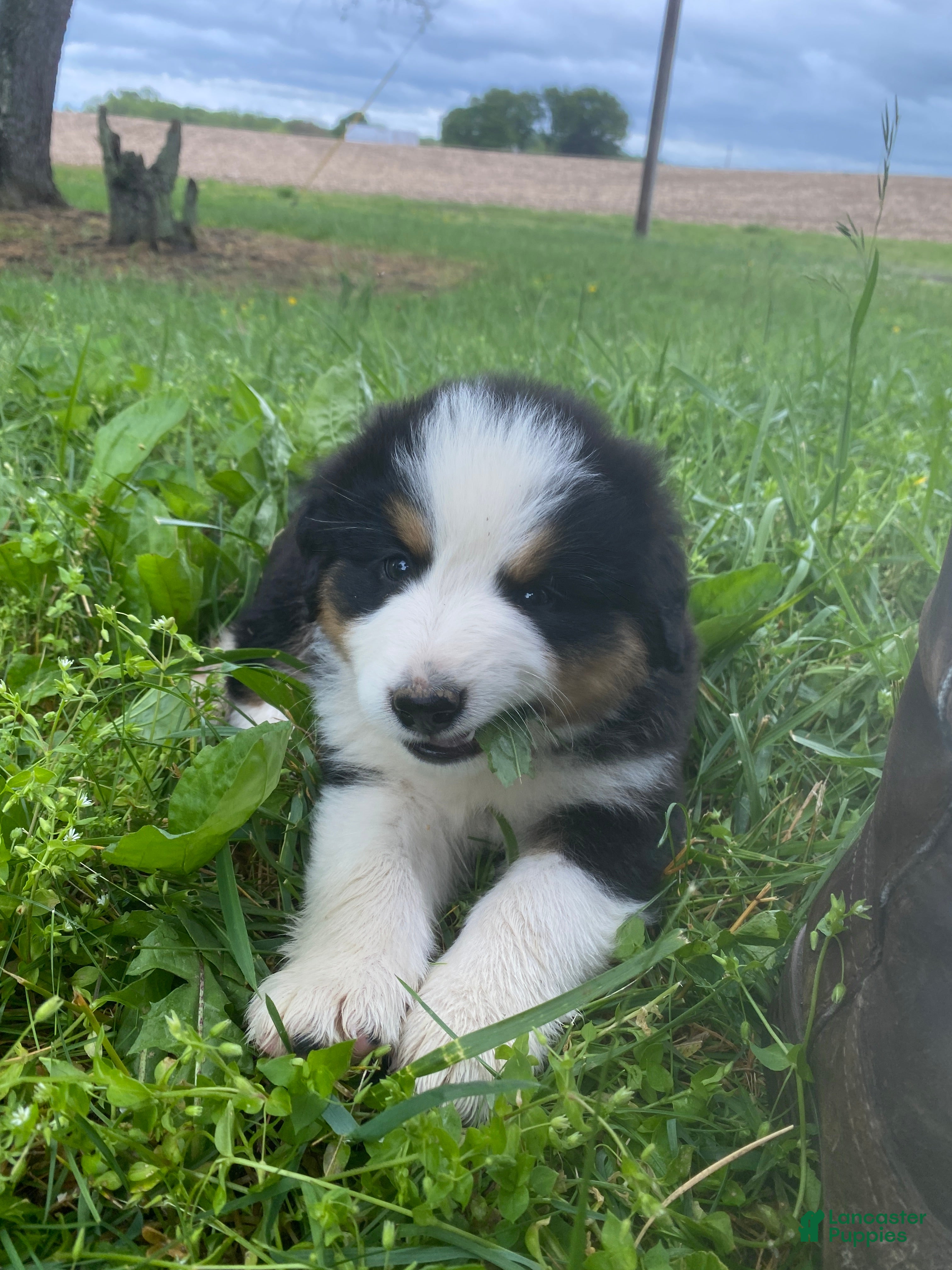 Mixed Breed dogs for sale: ♥️BABY BEAR♥️ - Ad 16
