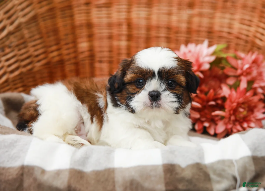 Shih Tzu dogs for sale: Tucker - Ad 2