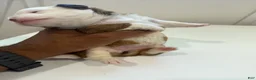 Mixed Breed dogs for sale: Mixed Breed 2 - Ad 8