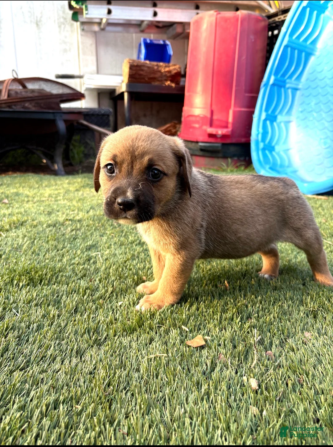 Mixed Breed dogs for sale: Mixed Breed 2 - Ad 2