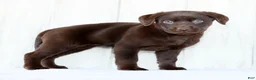 Labrador Retriever dogs for sale: Indie - Ad 5