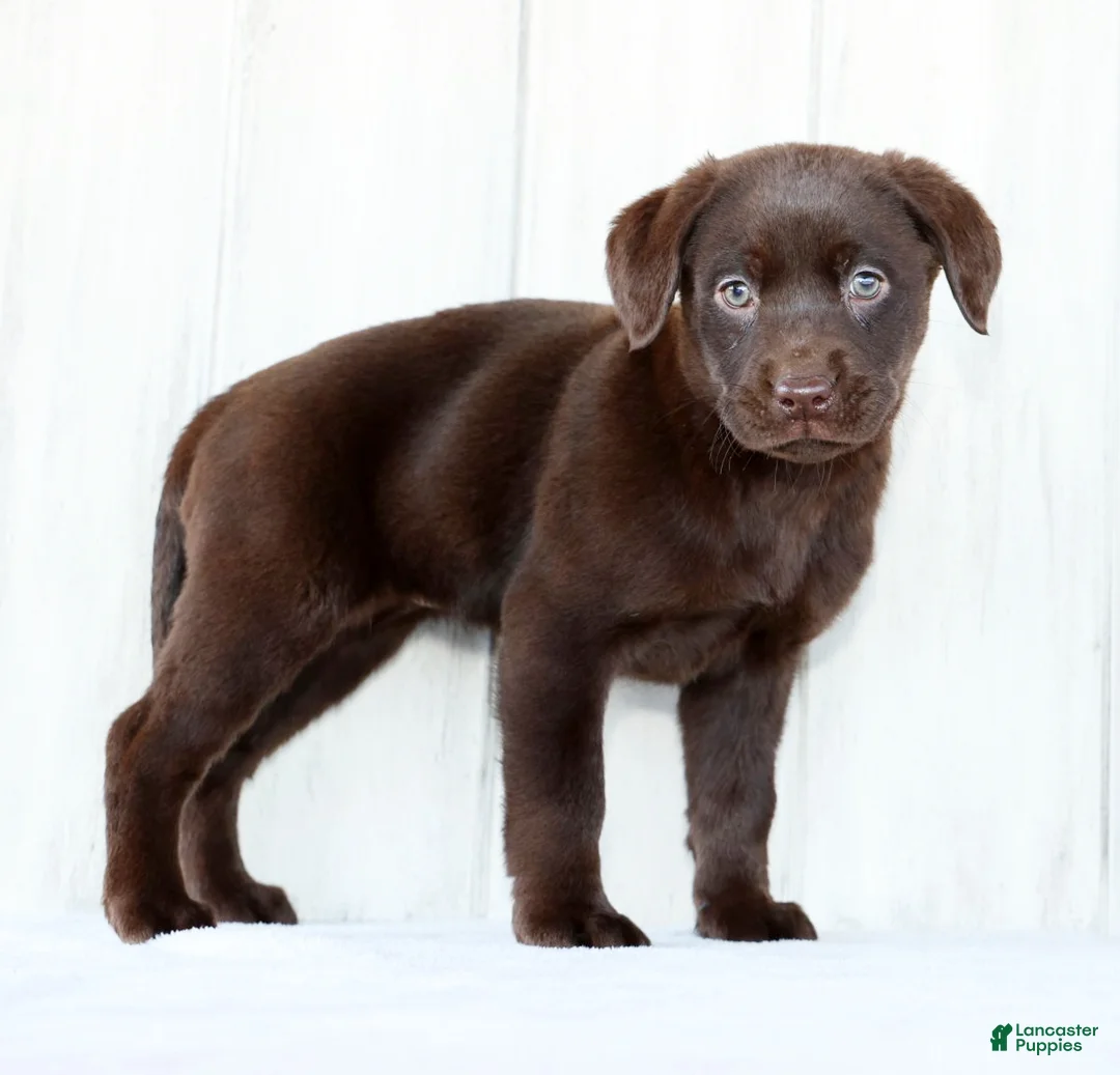 Labrador Retriever dogs for sale: Indie - Ad 5