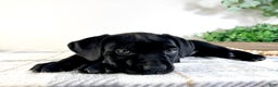 Cane Corso dogs for sale: Reign - Ad 6