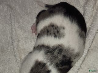 Catahoula Leopard Dog dogs Gabby F2025 M1 - Ad 21