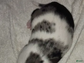 Catahoula Leopard Dog dogs Gabby F2025 M1 - Ad 18