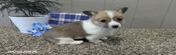 Welsh Corgi Pembroke dogs for sale: Buster - Ad 8