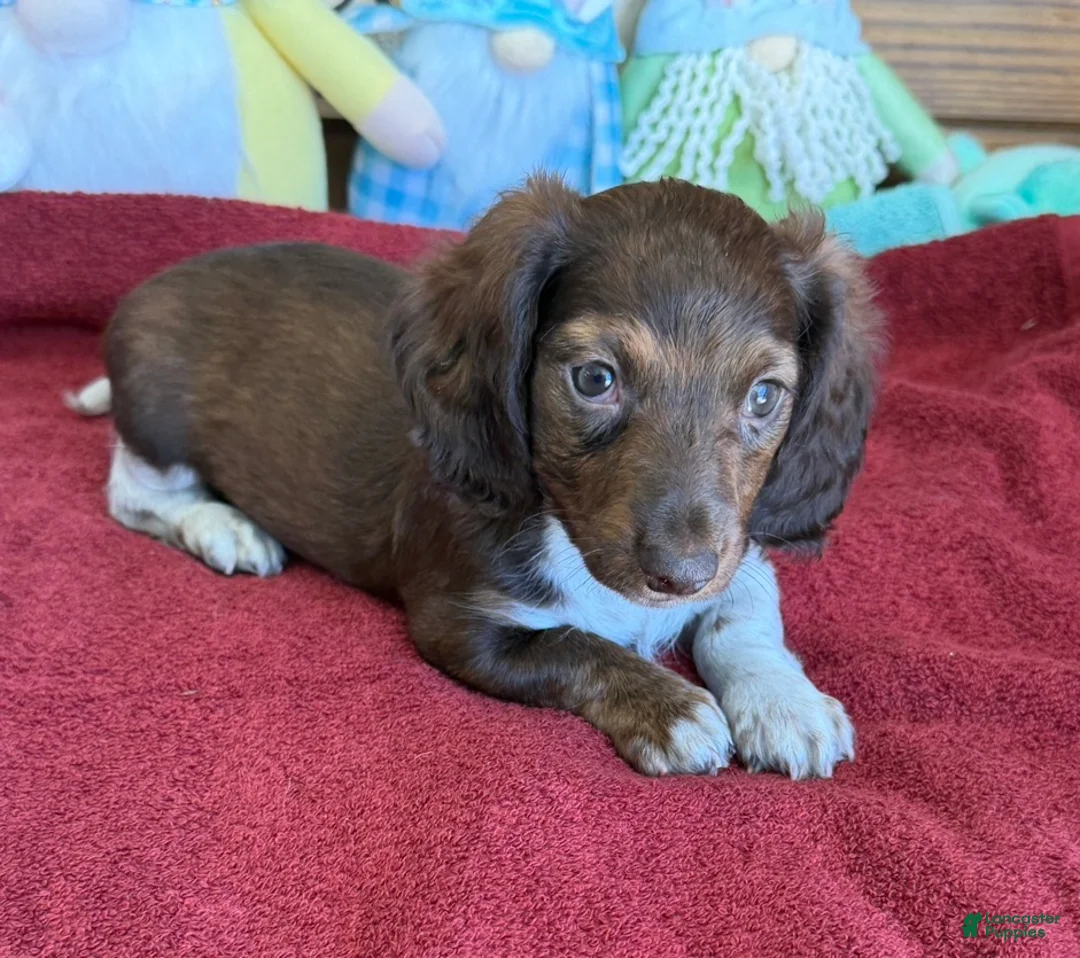Dachshund dogs for sale: Deacon - Ad 2