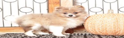 Pomeranian dogs for sale: Nick - Male Pomeranian  - Ad 2