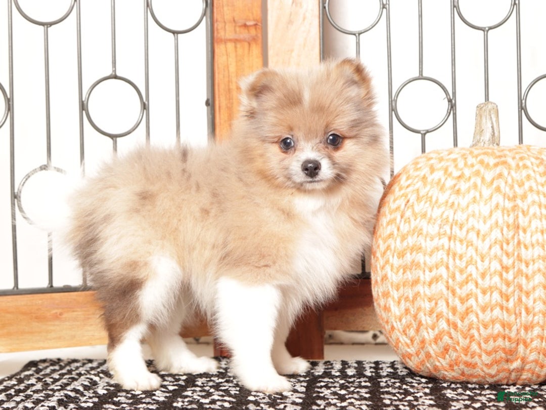 Pomeranian dogs for sale: Nick - Male Pomeranian  - Ad 2