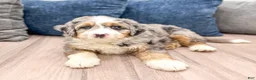 Mini Bernedoodle dogs for sale: Max - Blue Eyes - Ad 3