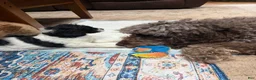 Aussiedoodle dogs for sale: Rizzo - Ad 6