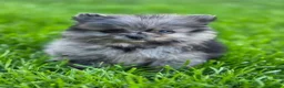 Pomeranian dogs for sale: Girl - Ad 3