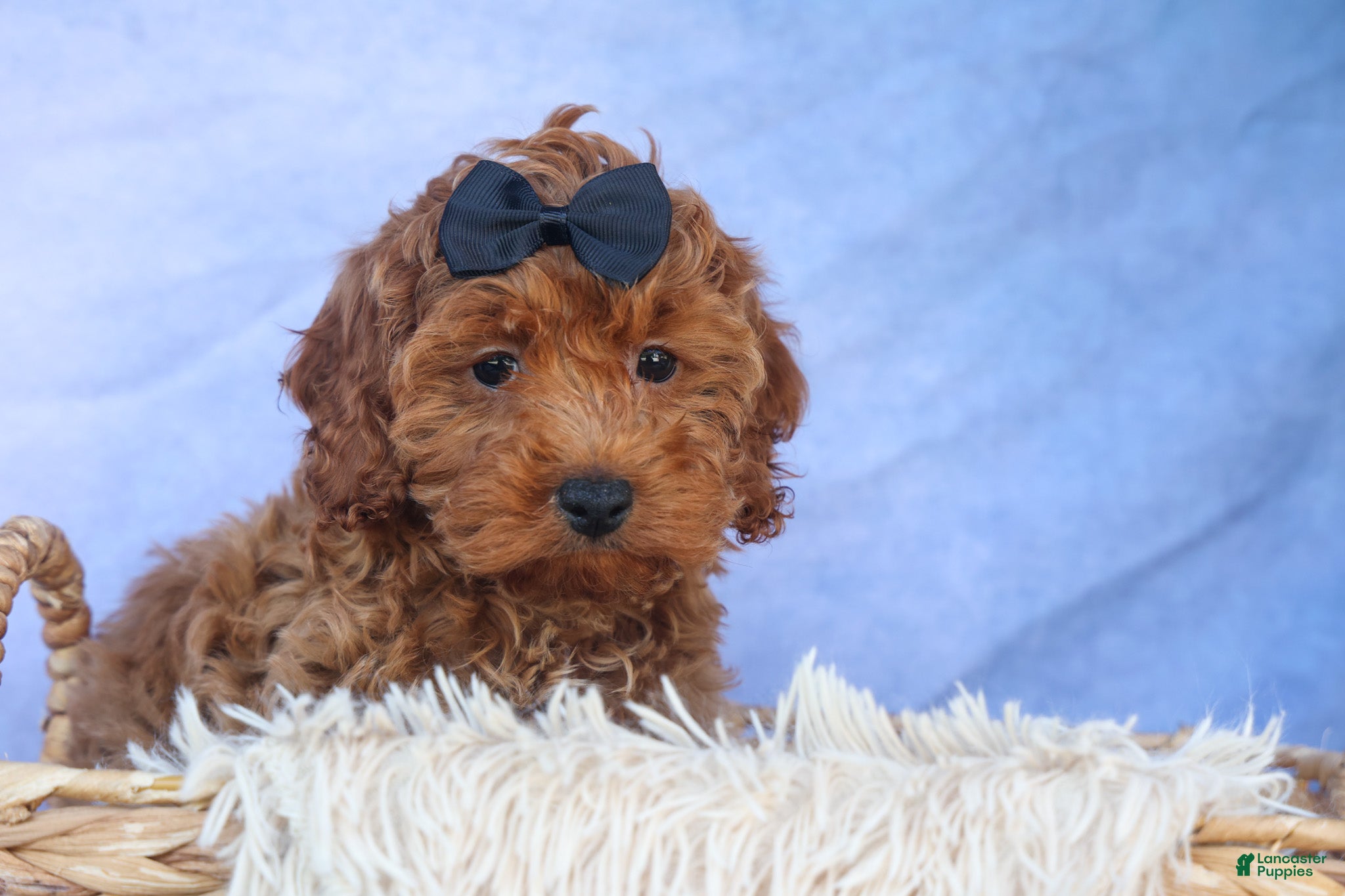 Cavapoo dogs for sale: ROMEO - Ad 14