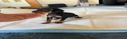 Miniature Pinscher dogs for sale: Miniature Pinscher Puppy 3 - Ad 6