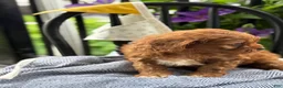 Cavapoo dogs for sale: Jase - Ad 6