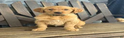 Golden Retriever dogs for sale: Roxy - Ad 3