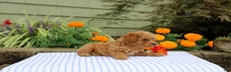 Miniature Poodle dogs for sale: Henry - Ad 3