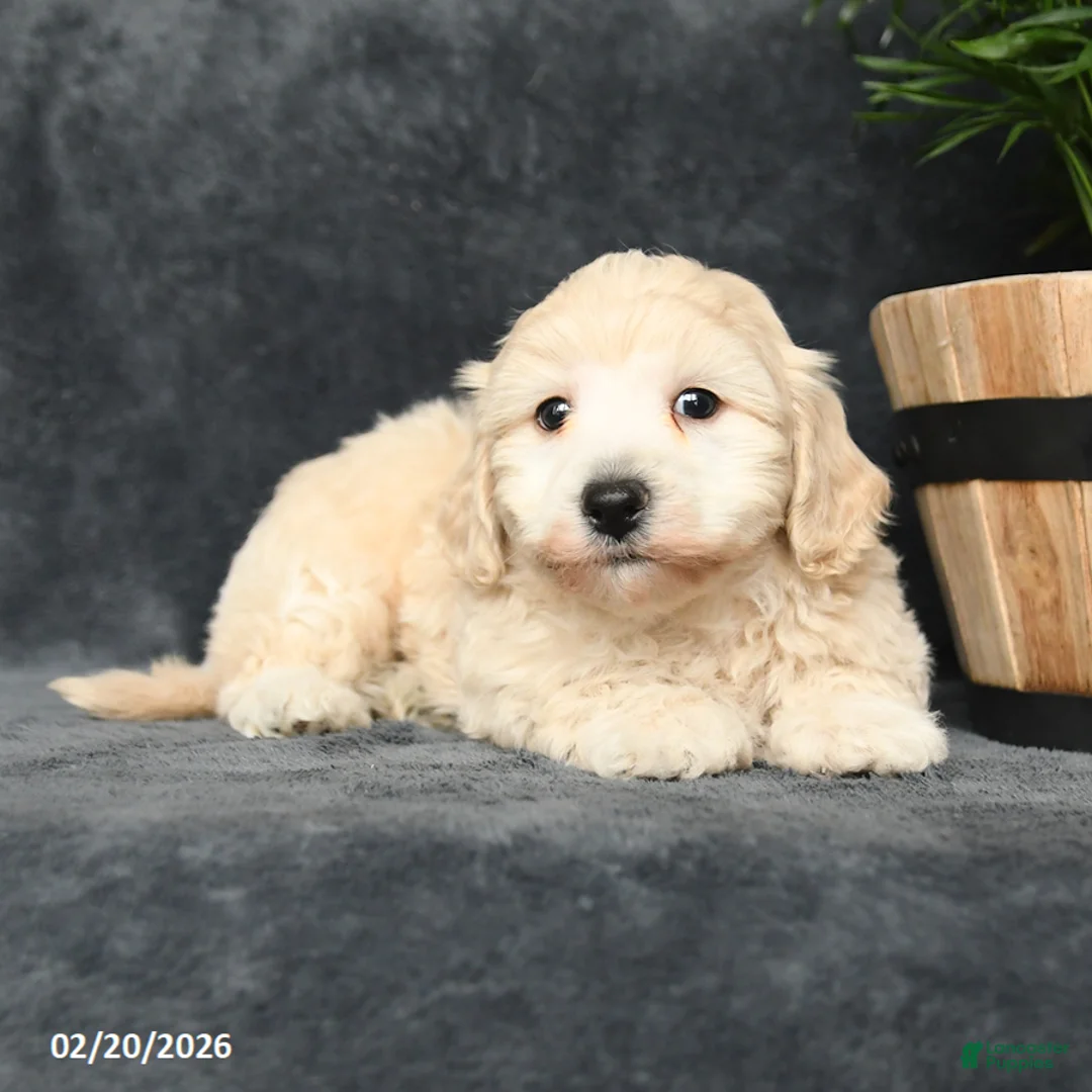 Maltipoo dogs for sale: Galen - Ad 5