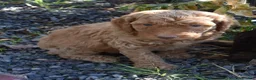 Standard Poodle dogs for sale: Standard Poodle 2 Apricot - Ad 13