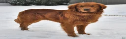 Golden Retriever dogs for sale: Luna   - Ad 5