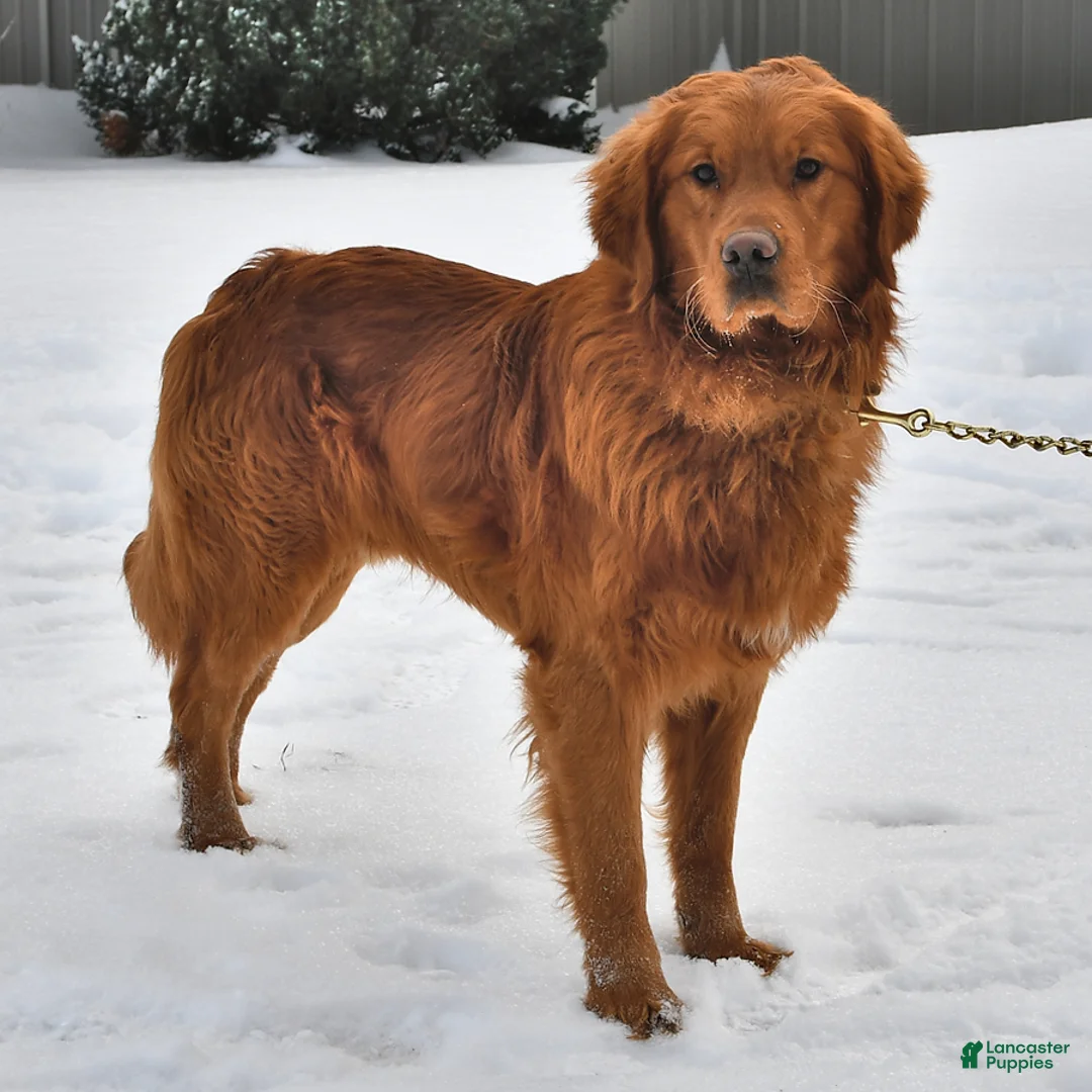 Golden Retriever dogs for sale: Luna   - Ad 5