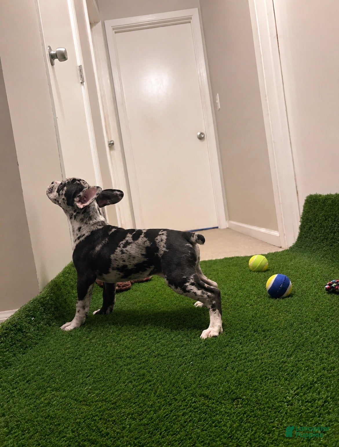 French Bulldog dogs French Bulldog 2 - Ad 2