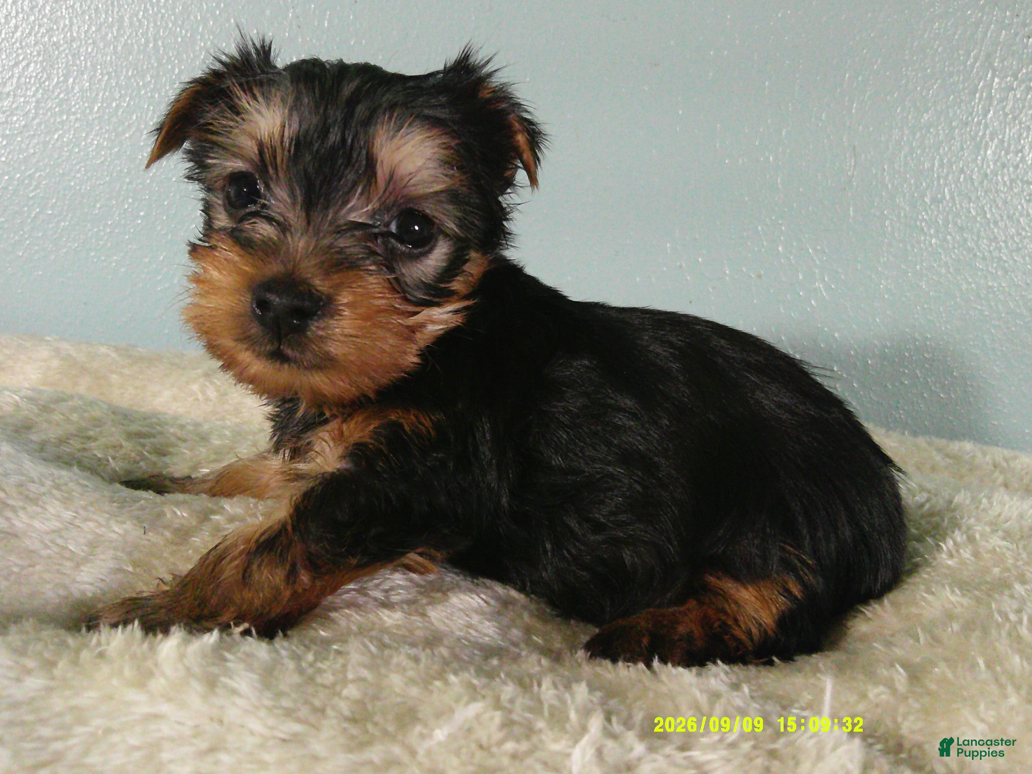 Yorkshire Terrier dogs Willie - Ad 2