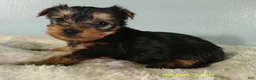 Yorkshire Terrier dogs for sale: Willie - Ad 2