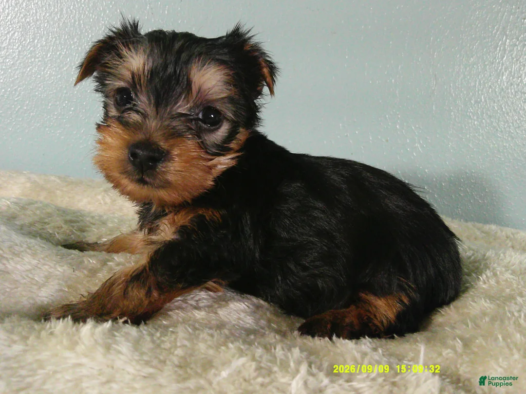 Yorkshire Terrier dogs for sale: Willie - Ad 2