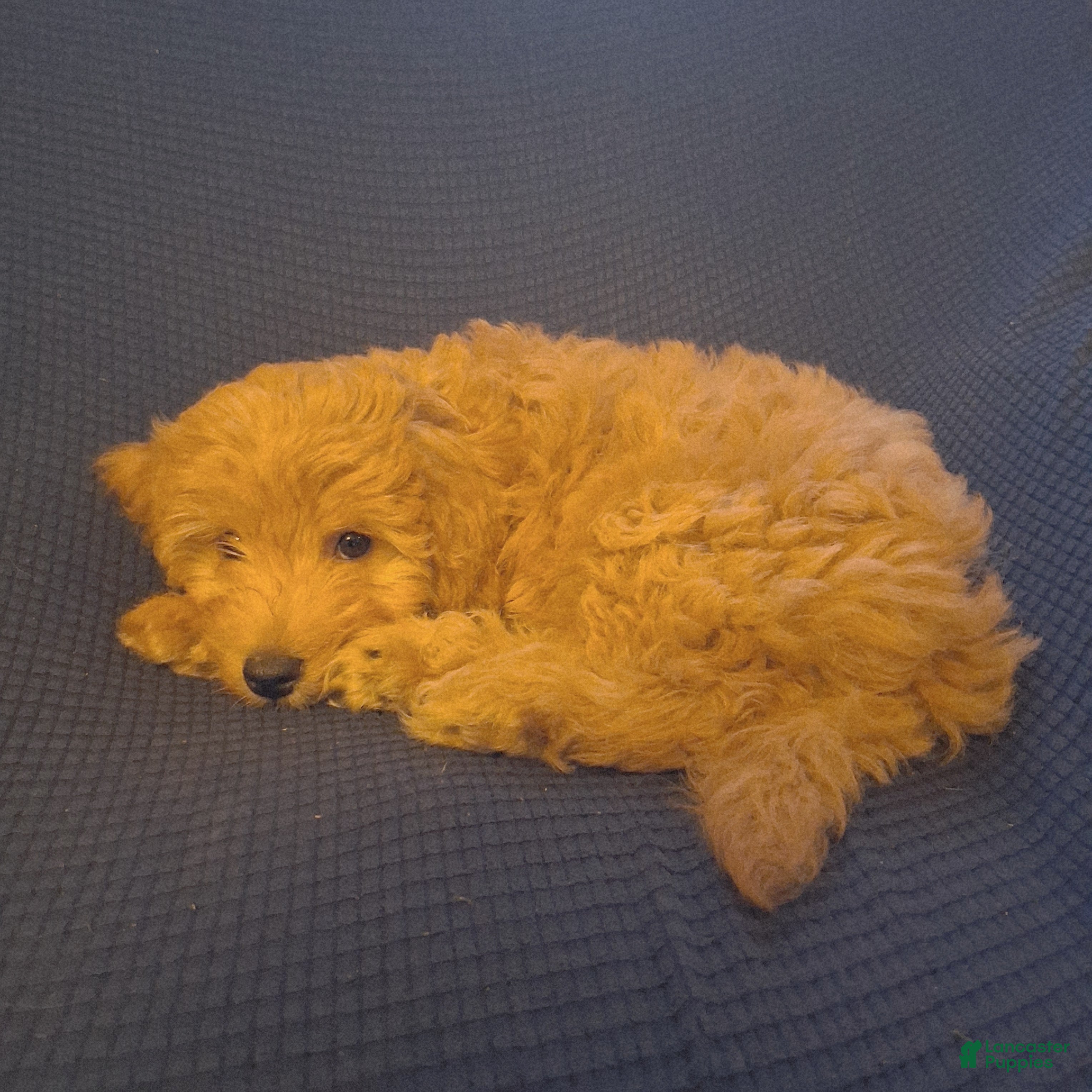 Mixed Breed dogs Teddy - Ad 1