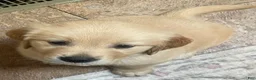 Golden Retriever dogs for sale: Yellow collar girl - Ad 6