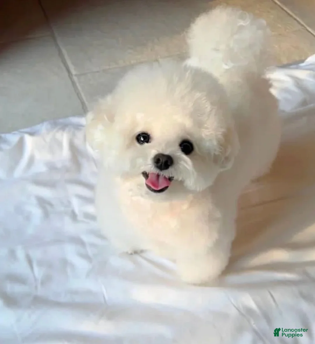 Maltipoo dogs for sale: Maltipoo 1 - Ad 2