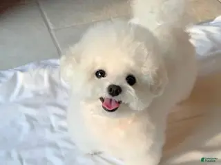 Maltipoo dogs Maltipoo 1 - Ad 2